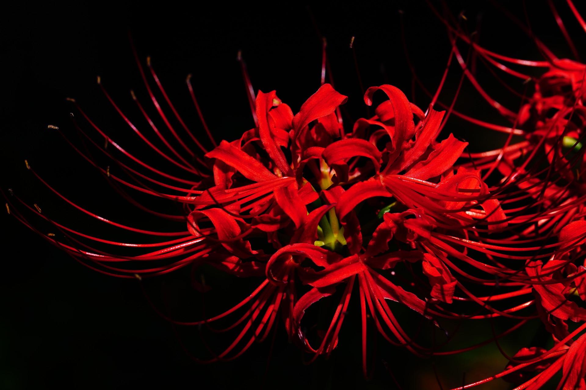 Spider lilies m4a4 фото 43